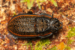 Erichius caelatus