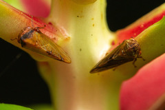 Melizoderes