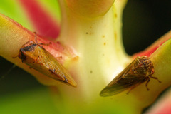 Melizoderes