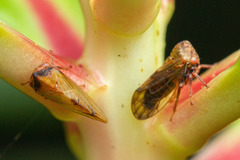 Melizoderes