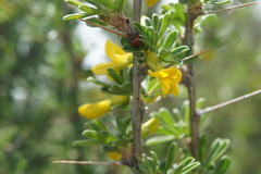 Caragana spinosa