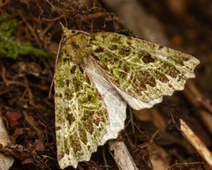 Chloroclydon rinodaria