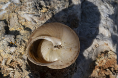 Levantina spiriplana