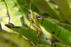 Antandrus viridis