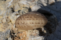 Levantina spiriplana