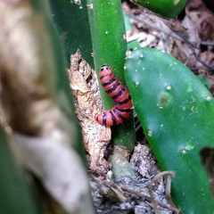 Cactoblastis cactorum