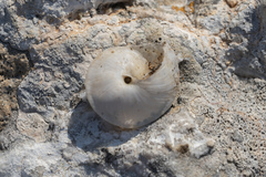 Levantina spiriplana