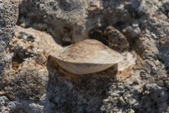 Levantina spiriplana