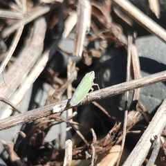 Syncharina lineiceps