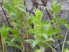 Dittrichia viscosa viscosa