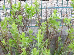 Dittrichia viscosa viscosa