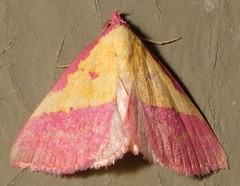 Phytometra rhodarialis