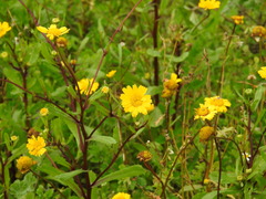 Coleostephus myconis