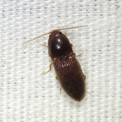 Horistonotus simplex