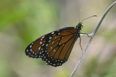Danaus eresimus plexaure