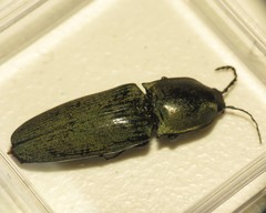 Chalcolepidius lenzi