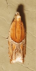 Ancylis comptana