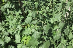 Urtica pilulifera
