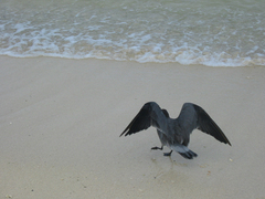 Leucophaeus fuliginosus