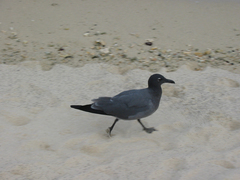 Leucophaeus fuliginosus