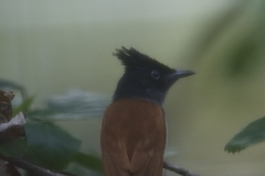 Terpsiphone paradisi