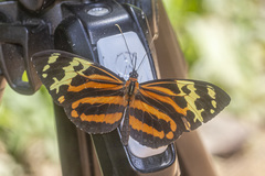 Tithorea harmonia caissara