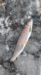 Coregonus migratorius