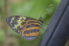 Tithorea harmonia caissara