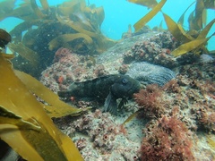 Labrisomus philippii