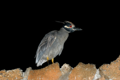 Nyctanassa violacea pauper