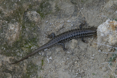 Heremites auratus