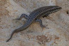 Heremites auratus