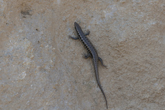Heremites auratus
