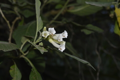 Iochroma