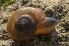 Eopolita protensa