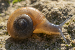 Eopolita protensa