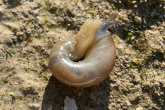 Eopolita protensa