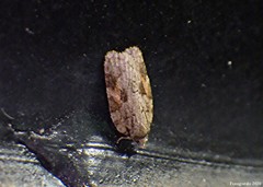 Acleris ptychogrammos