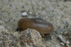 Eopolita protensa