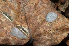 Phyllonorycter issikii