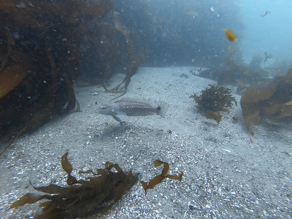 Chilean sandperch (Pinguipes chilensis) — Pinguipedidae