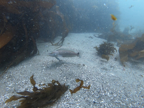 Chilean sandperch (Pinguipes chilensis) — Pinguipedidae