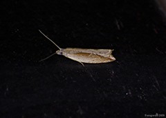 Ancylis goodelliana