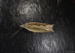 Ancylis goodelliana