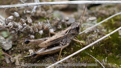 Chorthippus hammarstroemi