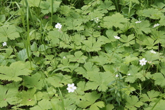 Anemonastrum baicalense