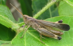 Arcyptera coreana