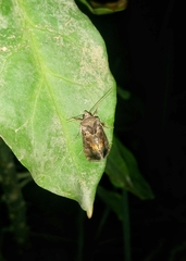 Noctuidae