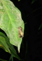 Noctuidae