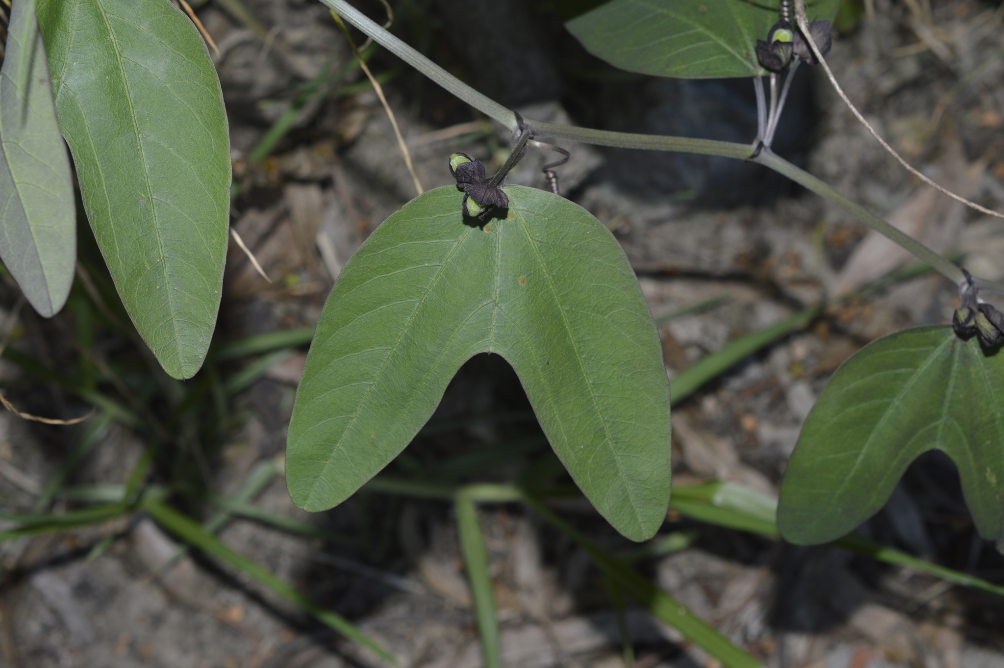 Passiflora indecora image